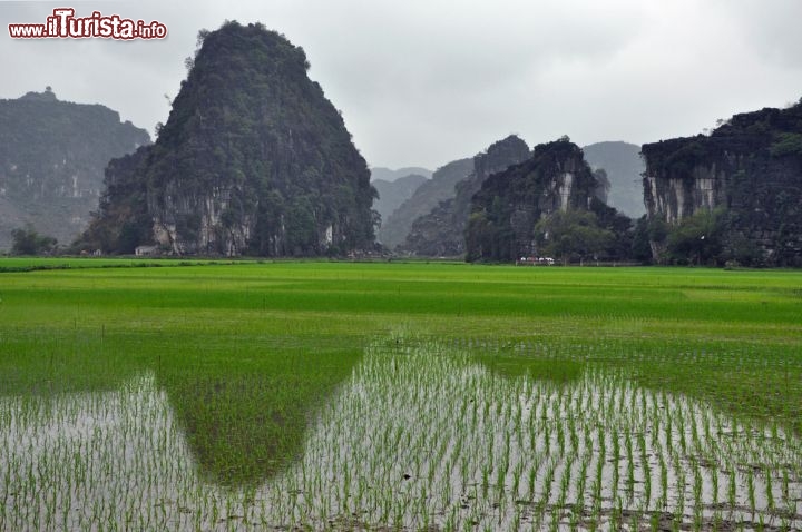 Immagine Piantagione di riso, Vietnam: siamo nella zona di Tam Coc, provincia di Ninh Binh, dove gran parte del territorio è occupato dalle risaie che  forniscono il sostentamento alla popolazione locale - Foto © salajean / Shutterstock.com