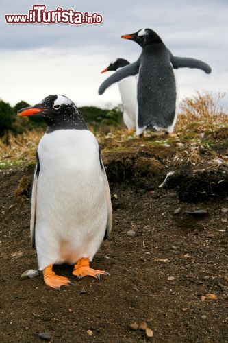 Immagine Pinguini nella Terra del Fuoco vicino a Ushuaia, in Argentina - © jorisvo / Shutterstock.com