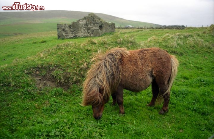 Immagine Un tipico Pony delle Shetland (Scozia) al pascolo tra i paesaggi tipici dell'arcipelago - © Attila JANDI / Shutterstock.com