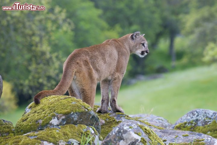 Immagine Un Puma (Leone di Montagna) fotografato nel Parco Nazionale di Yosemite in California, USA - © visceralimage / Shutterstock.com