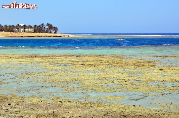 Immagine il Reef el Mar Rosso affiora con la bassa marea: snorkeling a Marsa Alam in Egitto - © maudanros / Shutterstock.com
