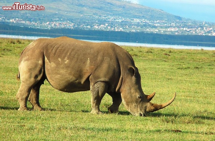 Immagine Rinoceronte nella savana della Tanzania - Foto di Giulio Badini