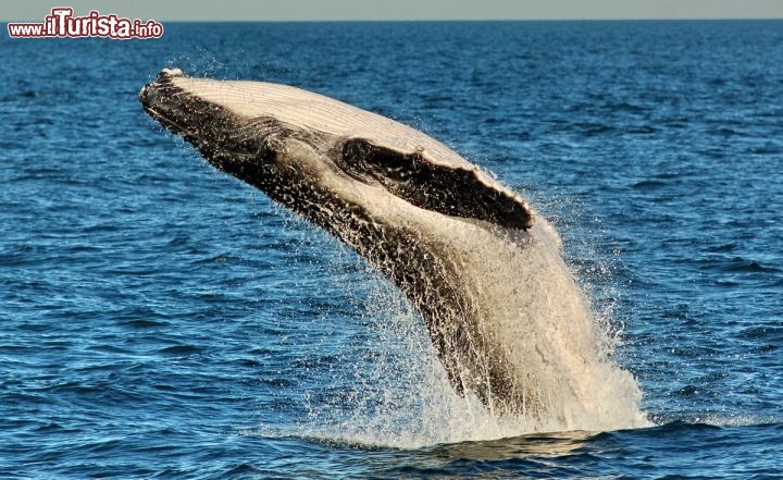 Immagine Salto megattera whale Watching Exmouth Australia