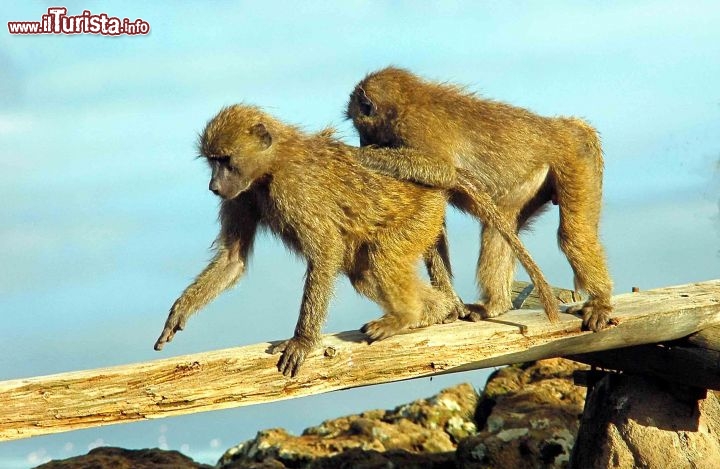 Immagine Scimmie fotografate durante un safari in Tanzania - Foto di Giulio Badini