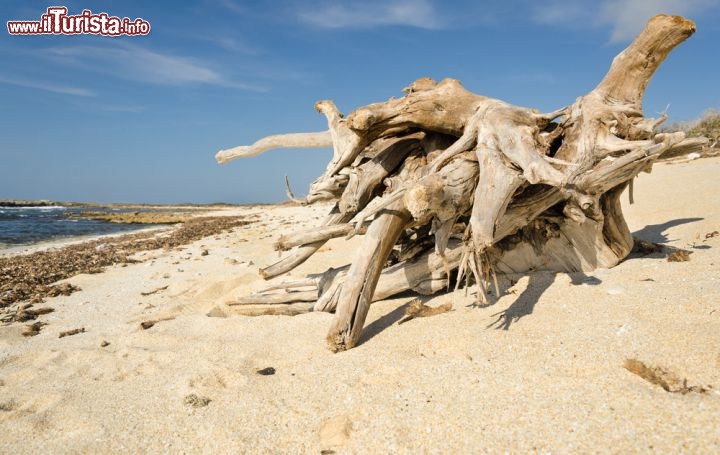 Immagine Spiaggia di Coagheddas, penisola del Sinis. Ci troviamo nei pressi di Cabras, Sardegna occidentale  - © marmo81 / Shutterstock.com