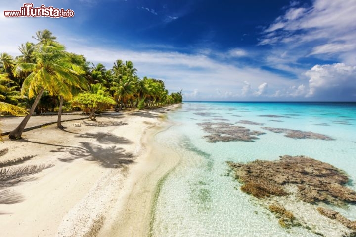 Immagine Palme, spiaggia bianca e fondale corallino, ecco il paradiso di Fakarava, Isole Tuamotu, Polinesia Francese