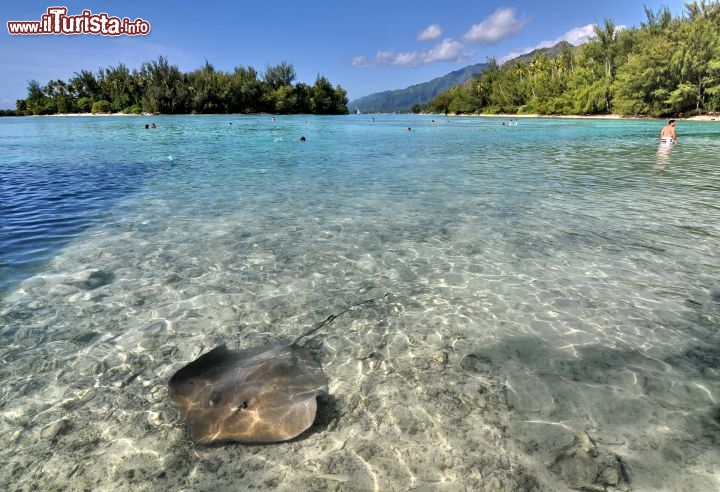 Immagine Stingray, ovvero una razza a riva, nella laguna di Moorea in Polinesia Francese