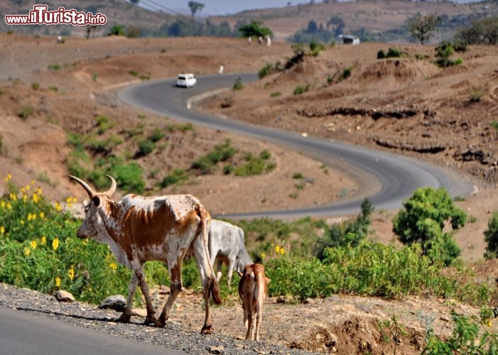 Immagine Strada per Gondar,  Etiopia