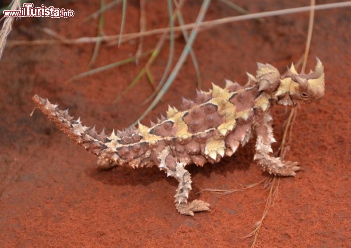 Immagine Thorny Devil -  Il Diavolo Spinoso si può ammirare al Reptile Center di Alice Springs, Northern Territory, Australia