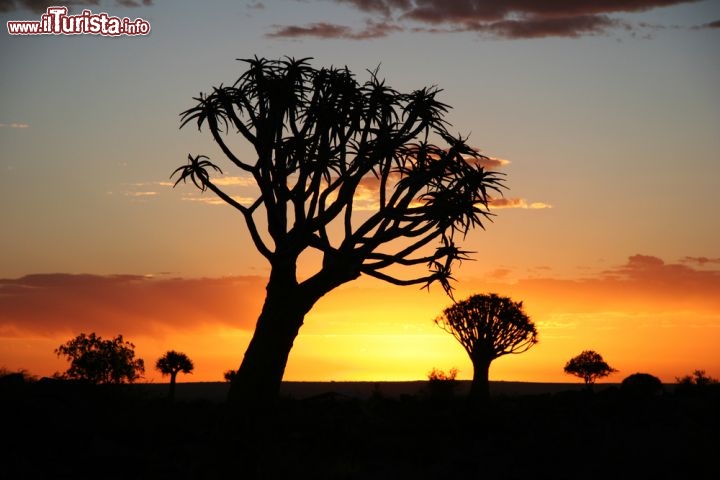 Immagine Tramonto nella savana della Namibia: un albero di Aloe dichotoma mentre il cielo s'accende di colori - © urosr / Shutterstock.com