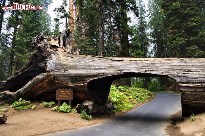 Immagine Tunnel Log: ovvero la strada dentro l'albero caduto! Ci troviamo nel parco nazionale di Sequoia - Kings Canyon in California, USA - © Kara Jade Quan-Montgomery / Shutterstock.com