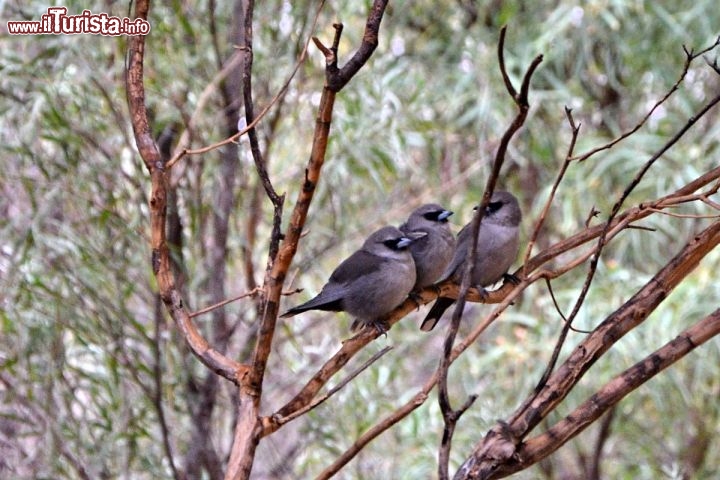 Immagine Uccelli australiani al Desert Park di Alice Springs - All'interno di questo parco, che si trova alla periferia ovest di Alice Springs, è possibile scoprire gli ambienti tipici del deserto Australiano, e imparare a conoscere le varie specie di animali che vivon onel Red Centre dell'Australia