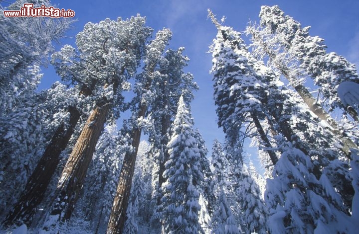 Immagine Una nevicata rende magiche le foreste del Sequoia - Kings Canyon National Park in California - © spirit of america / Shutterstock.com