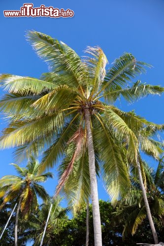 Immagine Vegetazione sull'atollo di Rashoo, Maldive - © tkachuk / Shutterstock.com