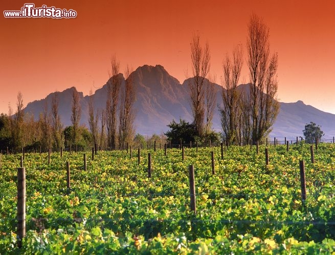 Immagine Vigneti in Sudafrica, tour tra le regioni del vino - Fonte South African Tourism