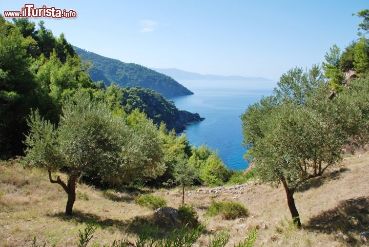 Immagine Vista con olivi da Agii Anargiroi, sull'isola di Alonissos, Sporadi in Grecia - © David Fowle / Shutterstock.com