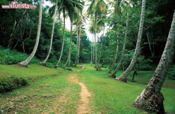 Immagine Welchman Hall Gully Barbados, una magnifica collezione di piante in una foresta tropicale - Fonte: Barbados Tourism Authority