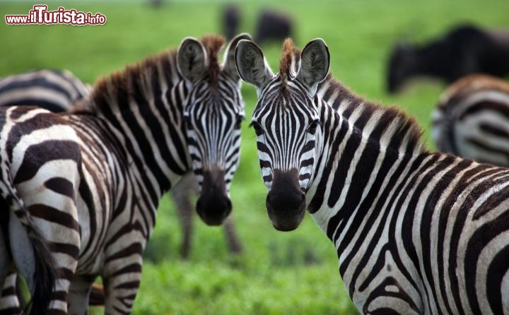 Immagine Nel Parco Nazionale del Serengeti, in Tanzania, si incontrano creature magnifiche, come queste due zebre al pascolo dall'espressione curiosa. La fauna del parco è straordinaria, ma sono soprattutto gli ungulati (oltre alle zebre, gli gnu) a regalare lo spettacolo delle migrazioni tra il Masai Mara, la riserva del Kenya meridionale, e le ampie praterie del sud. - © Joel Shawn / Shutterstock.com