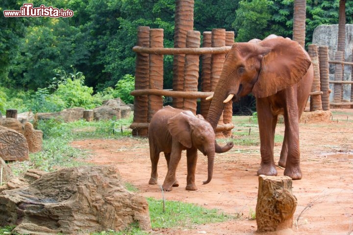 Immagine Una coppia di elefanti presso lo Zoo Khorat, nella città di Nakhon Ratchasima, in Thailandia - © kasipat / Shutterstock.com