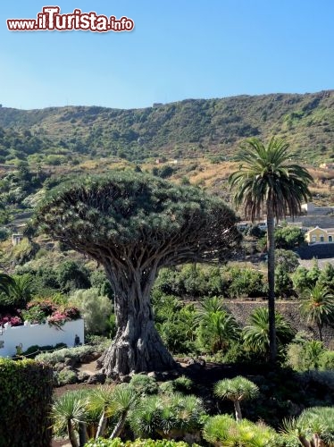 Immagine La pianta di Dracaena draco (Albero del Drago) più grande e antica delle Canarie si trova a Tenerife, nella località di Icod de los Vinos.