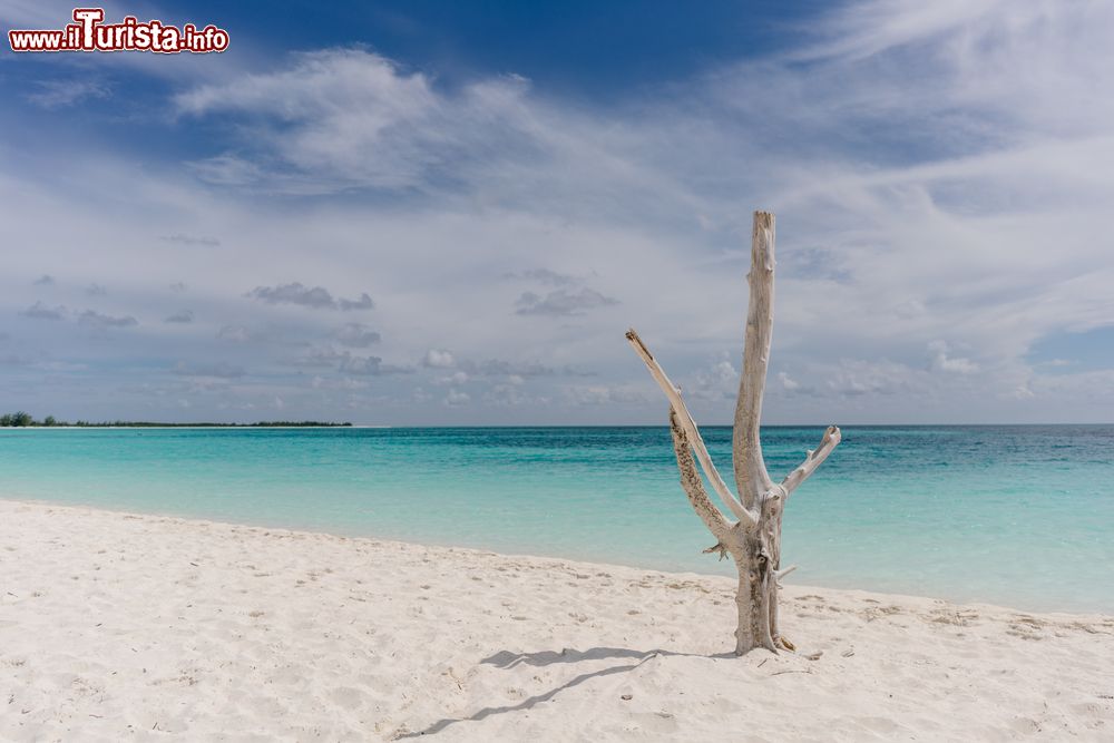 Immagine Albero secco sulla spiaggia del Mare dei Caraibi a Cayo Largo, Cuba. Un suggestivo scorcio panoramico di questa bella isola che possiede ben 27 km di spiaggia con sabbia fine, chiara e sempre fredda, particolarià quasi unica al mondo.