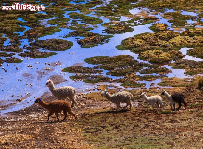 Immagine Alpaca sulle Ande peruviane a Ayacucho - Originari degli altopiani andini di Perù e Bolivia, gli alpaca sono animali domestici da più di 5 mila anni quando i popoli Inca iniziarono ad allevarli per il loro pelo caldo e forte. Appartenenti alla famiglia dei Camelidi, come lama, guanaco e vigogna, sono timidi e affettuosi ma anche molto curiosi. Grazie ai morbidi cuscinetti sotto gli zoccoli, si assicurano una facile presa anche sui terreni più impervi e inospitali. In questa immagine, un gruppo di alpaca al pascolo sulle Ande del Perù © Christian Vinces / Shutterstock.com