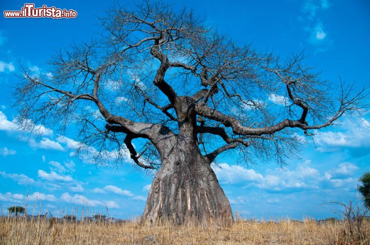 Immagine Un esemplare di baobab africano, nome scentifico "Adansonia digitata" in omaggio a Michel Adanson, naturalista e esploratore francese che per primo ne descrisse le caratteristiche. Questi alberi caducifogli con grandi tronchi possono raggiungere i 25 metri di altezza. Sono famosi per la loro grande capacità di immagazzinamento di acqua all'interno del loro tronco: addirittura sino a 120 mila litri per i periodi di particolare siccità. Per pochi mesi l'anno i rami sono ricoperti da foglie palmate mentre durante il periodo della fioritura, molto limitato, esibiscono enormi fiori profumati che si chiudono di notte. Nella cucina africana le foglie sono utilizzate come vegetale commestibile e i semi come addensante per le zuppe - © Andrew Molinaro / Shutterstock.com
