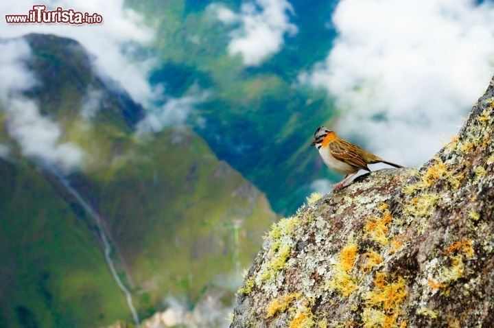 Immagine Birdwatching a Machu Picchu, Perù  - Conosciuto come uno dei siti archeologici più importanti al mondo, Machu Picchu è anche uno dei luoghi migliori dove poter ammirare la grande diversità di flora e fauna offerte dal Perù. Oltre a lama e alpaca, le Ande sono considerate un vero e proprio paradiso per gli appassionati di birdwatching - © KoBoZaa / Shutterstock.com