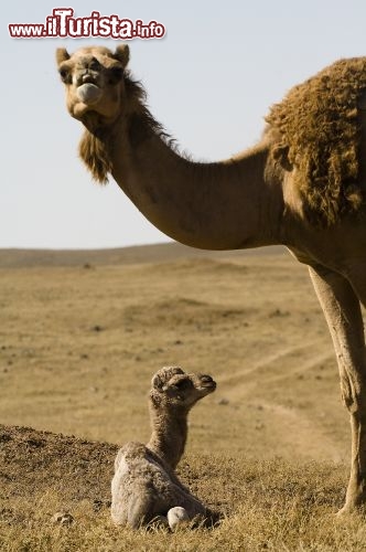 Immagine Un cucciolo di cammello nel deserto dell'Oman - Copyright Ufficio del Turismo del Sultanato dell'Oman