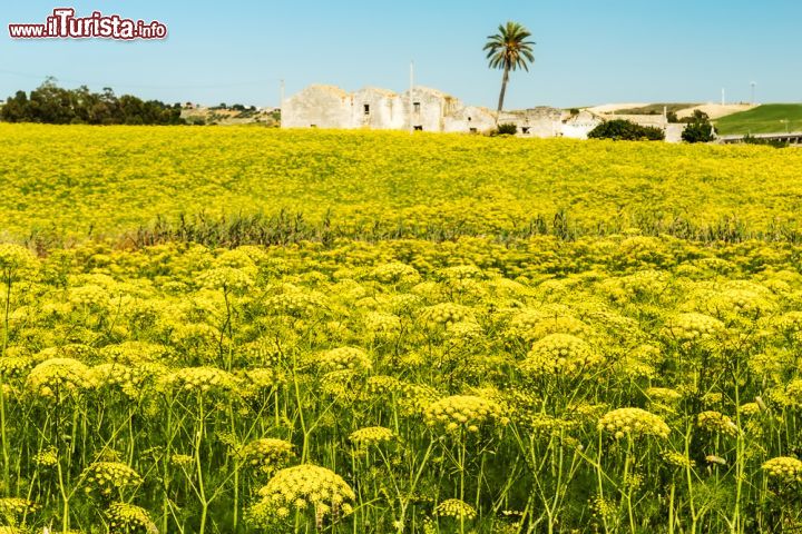 Immagine Campagne intorno a Trapani, Sicilia - Campi fioriti illuminano i dintorni della "città delle cento chiese" © Magati / Shutterstock.com