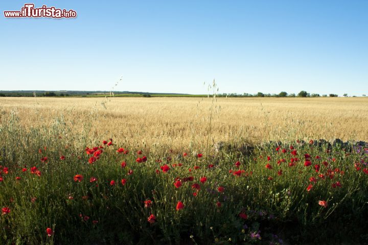 Immagine Campo di grano nelle campagne di Ruvo di Puglia - Il territorio di Ruvo con i suoi vigneti, oliveti e campi seminativi è uno dei più estesi della provincia di Bari © mrkornflakes / Shutterstock.com