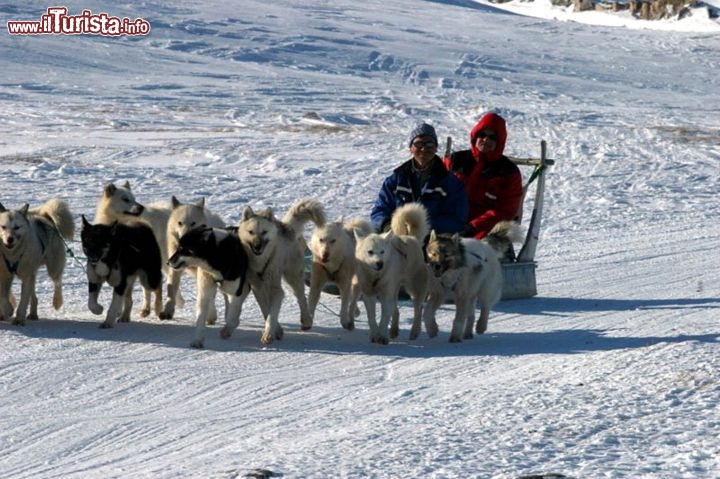 Immagine Cani da slitta, sleddog in groenlandia - Foto di Giulio Badini