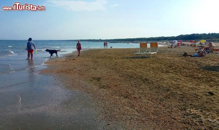 Immagine Casalborsetti, la spiaggia dei cani: nella parte meridionale della spiaggia esiste la possibilità di portare i cani, purché tenuti al guinzaglio.