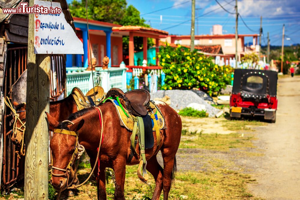 Immagine Cavalli lungo una strada della cittadina di Viñales, un piccolo centro di circa 20.000 abitanti nella provincia di Pinar del Rio (Cuba).
