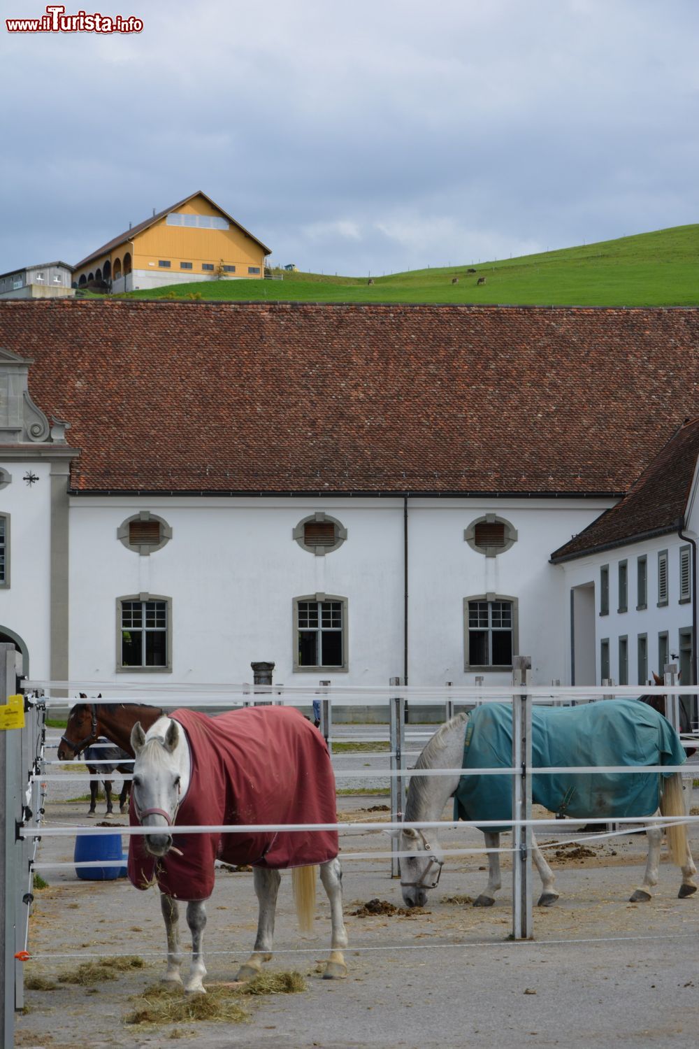 Immagine Cavalli nei recinti all'aperto dell'abbazia territoriale di Einsiedeln, Canton Svitto, Svizzera.