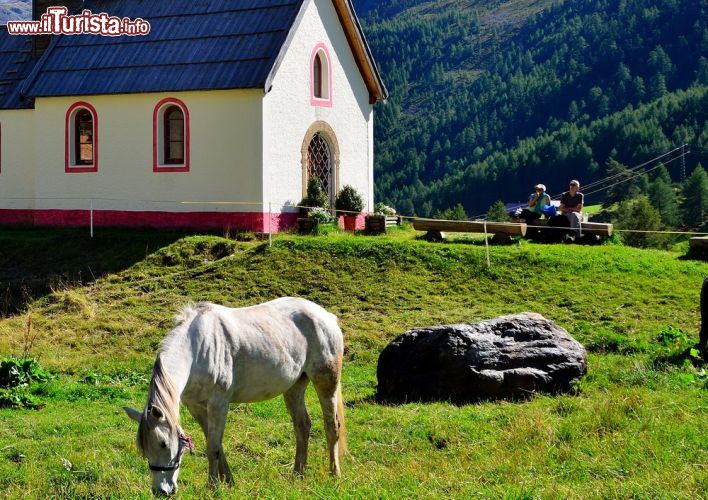 Immagine Cavallo al pascolo in Val Senales, Trentino Alto Adige. Protagonisti di questi paesaggi montani sono gli animali - pecore, cavalli, capre e mucche - che vivono liberi al pascolo in perfetta armonia con la natura rigogliosa - © maudanros / Shutterstock.com