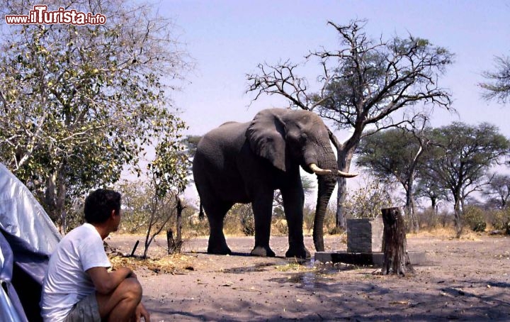 Immagine Elefante e accampamento in Botswana - Foto Giulio Badini