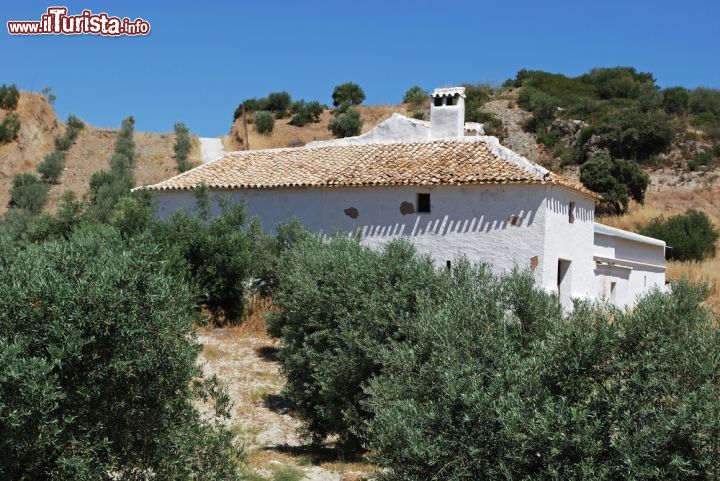 Immagine Una fattoria circondata da un campo di ulivi: un paesaggio tipico della zona di Olvera, uno dei borghi più belli dell'Andalusia (Spagna) - © Arena Photo UK / Shutterstock.com