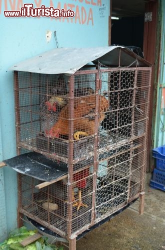 Immagine Nei negozi che animano il centro di Jarabacoa non è raro trovare all'esterno una gabbia con le galline. Chi ne vuole acquistare una, la sceglie e se la può portare a casa viva o già pronta per la pentola.