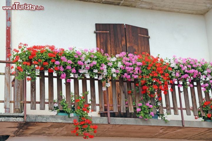 Immagine Gerani fioriti sul balcone di una casa di montagna a Asiago, provincia di Vicenza, Veneto - © 305563022 / Shutterstock.com