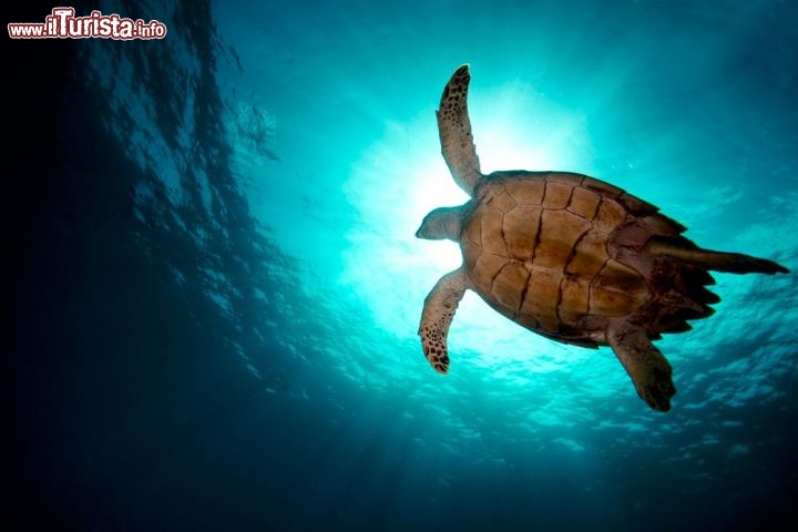 Immagine Immersioni nelle acque di Cooper ISland alle Isole Vergini Britanniche - © bcampbell65 / shutterstock.com