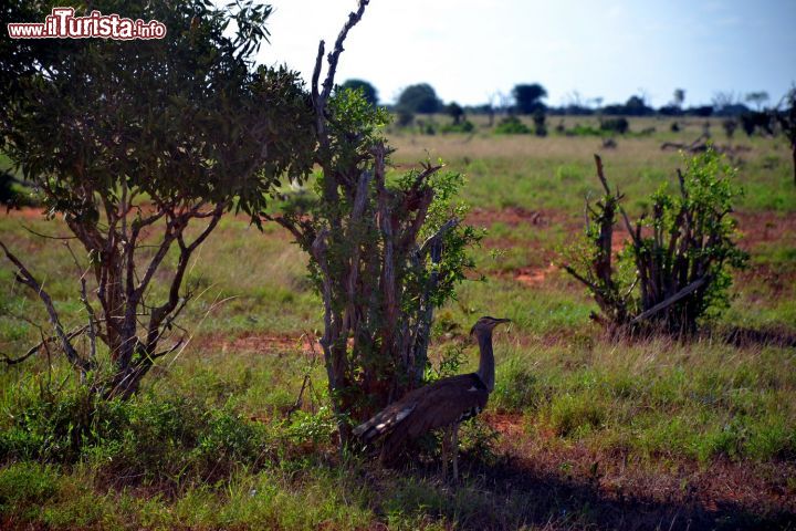 Immagine Kenya: il safari è un'esperienza fantastica perché offre la possibilità di vedere i grandi mammiferi africani, ma lo Tsavo National Park è popolato anche da oltre 500 specie di uccelli.