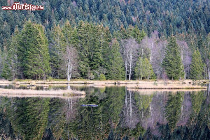 Immagine Il lago di Lispach si trova sui monti Vosgi, non lontano da Munster in Alsazia - © LENS-68 / Shutterstock.com