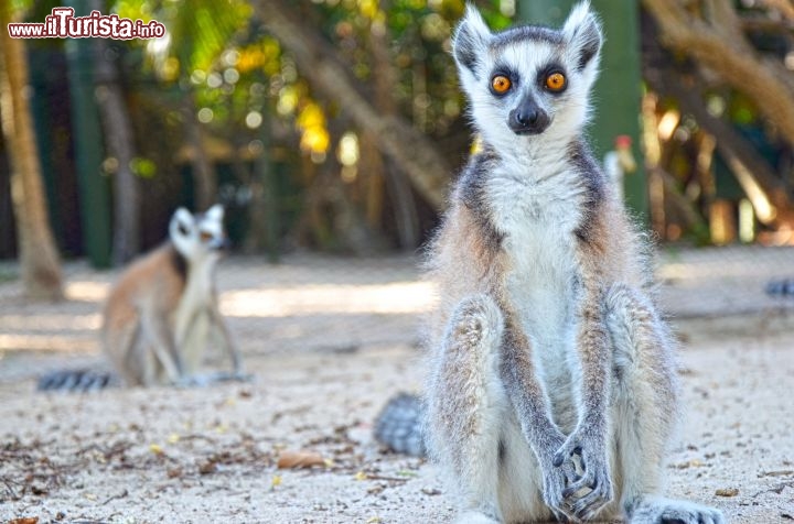 Immagine I lemuri sono una delle tante specie introdotte sull’isola. A Necker Island oggi ci sono quattro diverse specie di lemuri provenienti dal Madagascar per un totale di circa ottanta lemuri. Il clima favorevole delle BVI ha permesso a questa specie di riprodursi senza difficoltà. - © Guendalina Buzzanca / thegtraveller.com