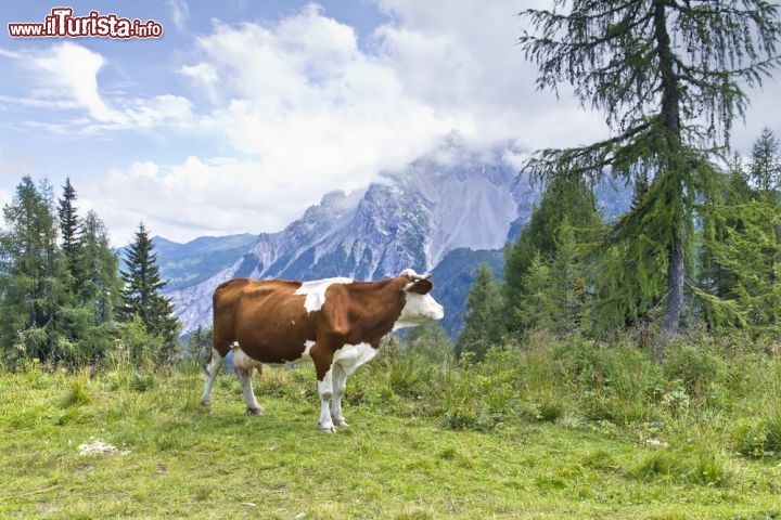 Immagine Una mucca al pascolo sulle Alpi Carniche vicino a Sauris - © 250058269 / Shutterstock.com
