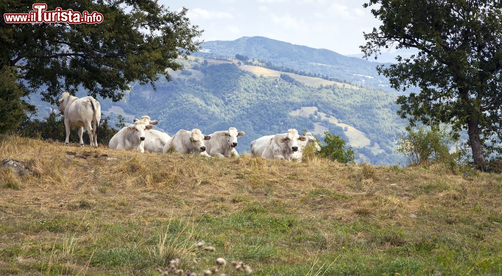 Immagine Mucche al pascolo sulle colline di Bagno di Romagna, appennino cesenate