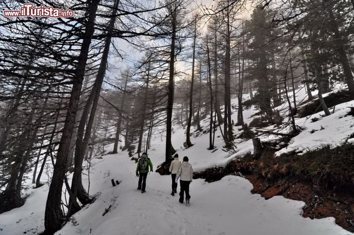 Immagine Passeggiata in un bosco vicino a  La Thuile, in  Inverno
