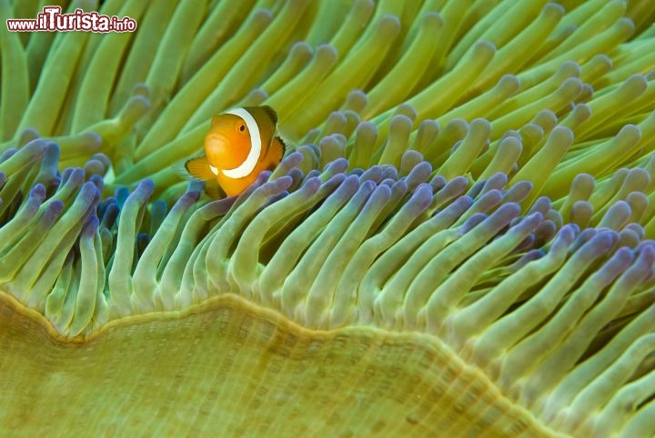 Immagine Isola di Komodo: situata nel Mar di Flore, si tratta di un paradiso per le immersioni. Nella foto è stato immortalto il pesce pagliaccio (Clownfish, Amphiprion ocellaris), che vie al riparo dei tentocli velenosi degli anemoni, letati per gli altri pesci - © anemone - Fotolia.com