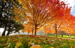 Alberi in autunno: foliage in Tasmania - © ...