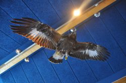 Aquila impagliata esposta dentro all'Abisko Turiststation, il Visitor Centre dell'Abisko National Park in Svezia